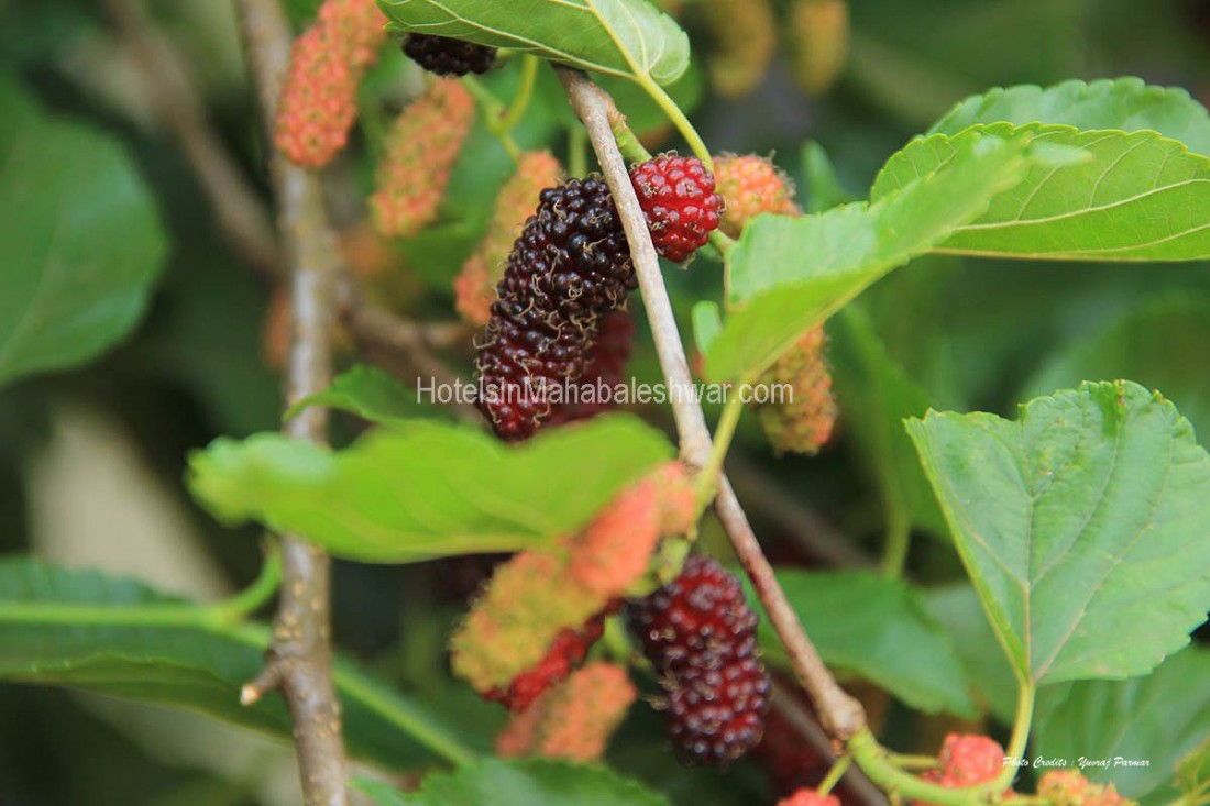 Mahabal Tree Hotels in Mahabaleshwar, Mahabaleshwar Hotel Packages, Mahabaleshwar ...